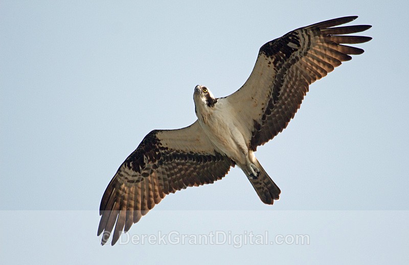 Osprey Pandion haliaetus