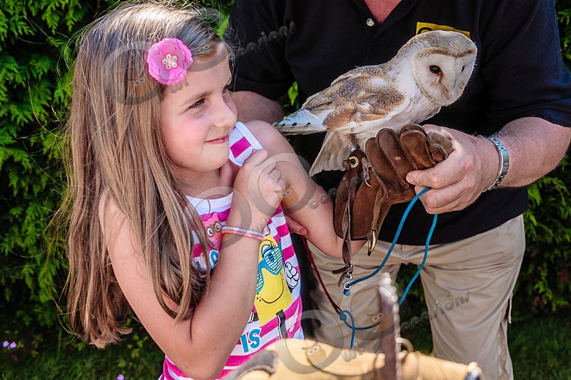 Barn Owl Loki with friend - Our Birds