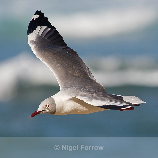 Grey-headed Gull in flight - Grey-headed Gull