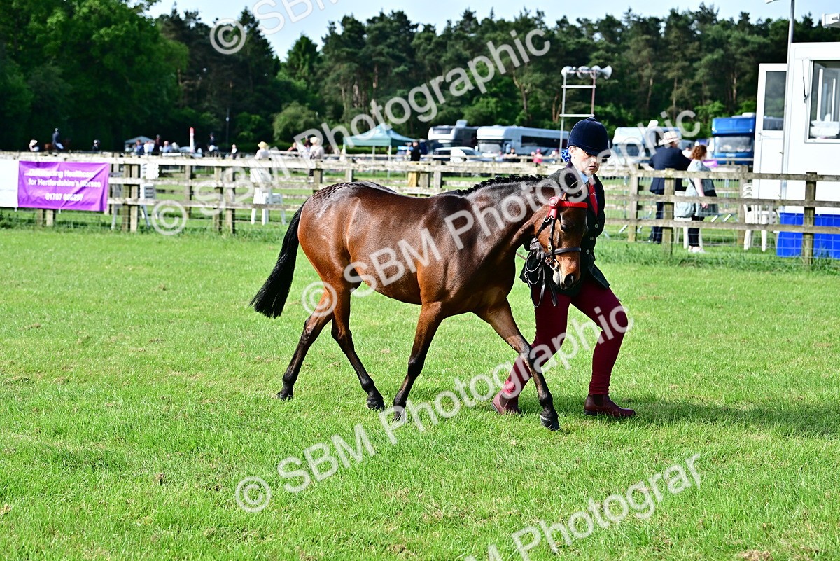 SBM_00959 - Class 46-49 - Arab and Part Bed-Anglo Arab In Hand