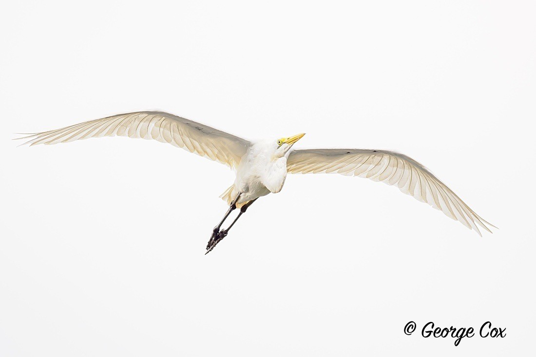 Great Egret - Gambia 2025