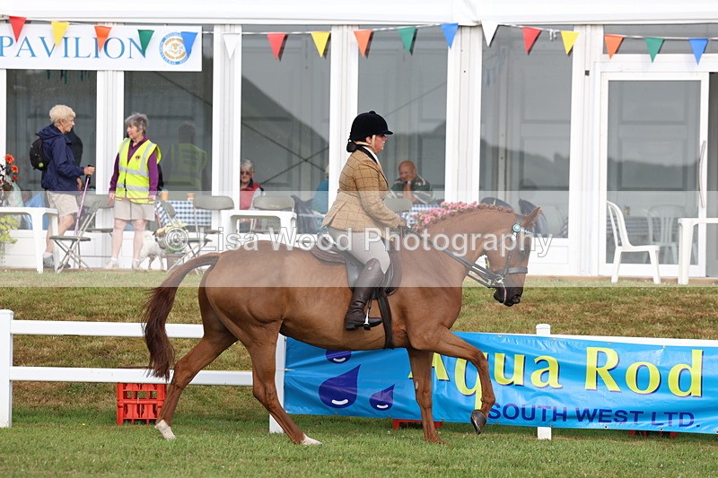 3E7A8235 - Class 2: Rising Star Large Hack/Riding Horse