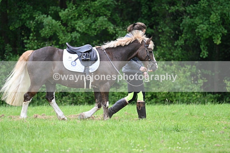 WJ7_3941 - Class 14A Handsome Gelding