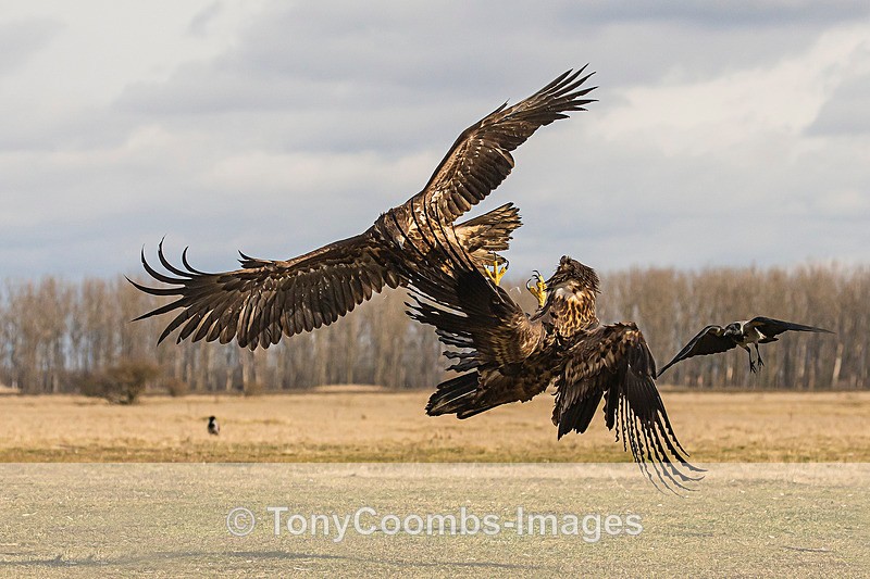 White-tailed Eagle   (confrontation) - Eagle Hides