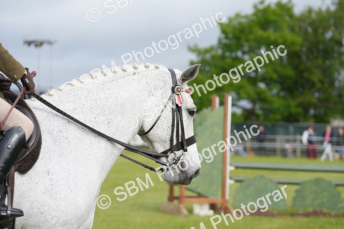 SBM_10596 - Class 97-98 - LIHS BSHA Rising Star Working Show Horse Hunter