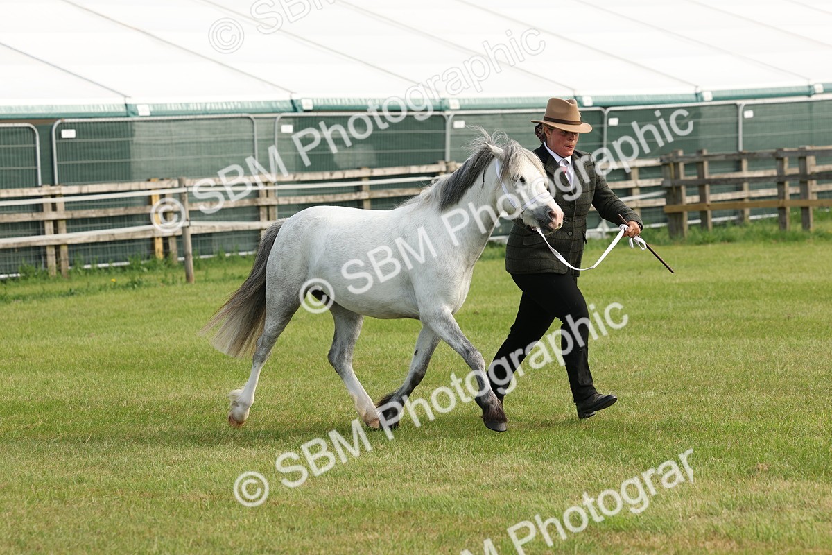 SBM_00561 - Class 6-13 - Mountatin and Moorland In Hand Welsh Breeds