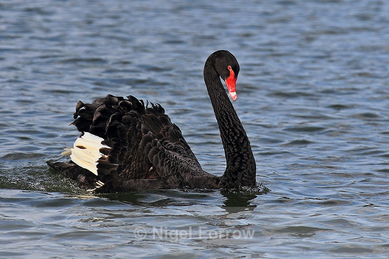 Black Swan swimming on the moat at Leeds Castle - Black Swan