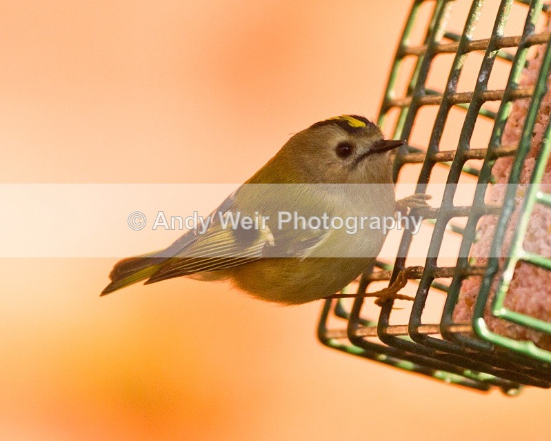 20110308-IMG_1843 - Wren & Goldcrest