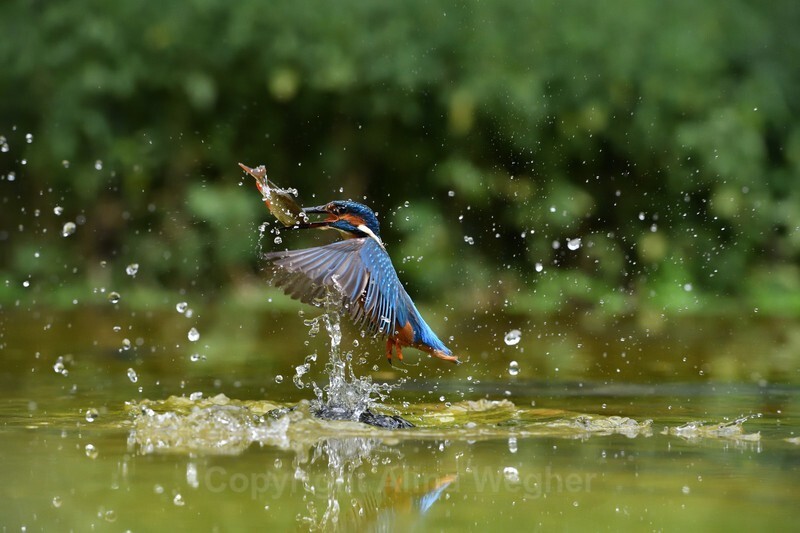  - Kingfishers