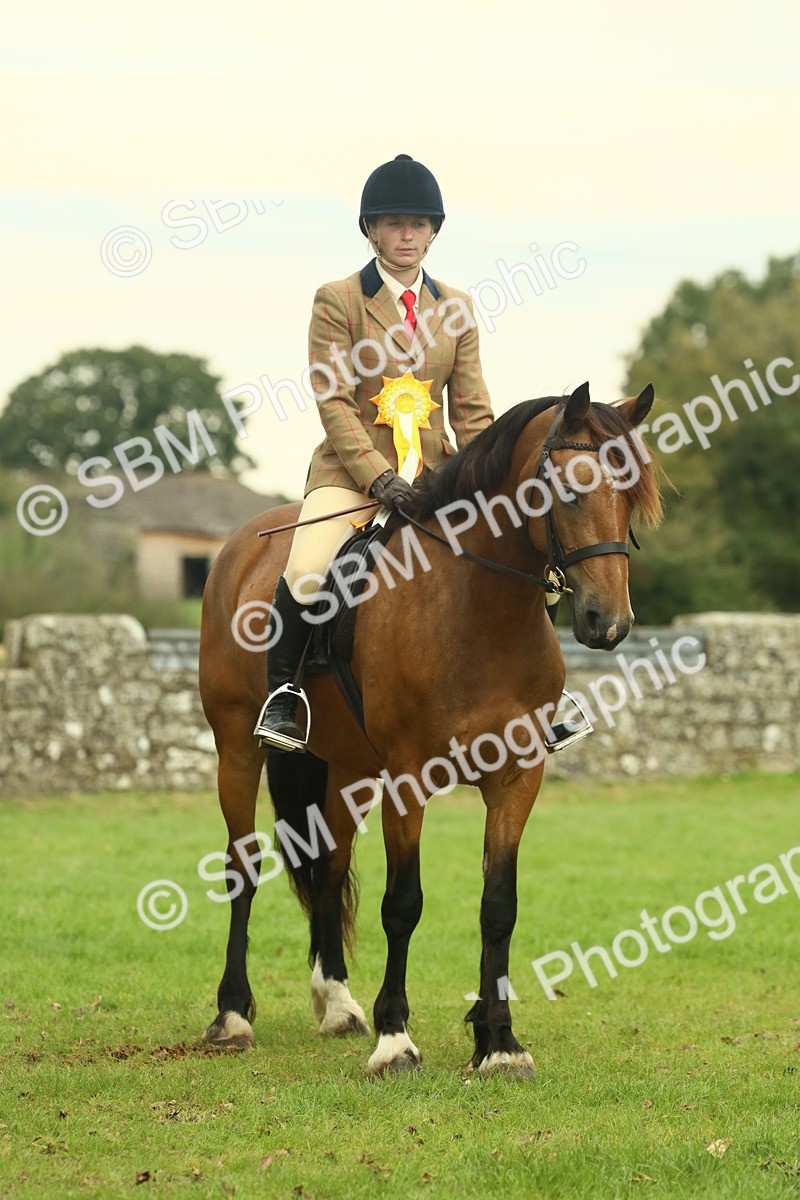 SBM_72336 - S60 - Mountain & Moorland Ridden Large Breeds