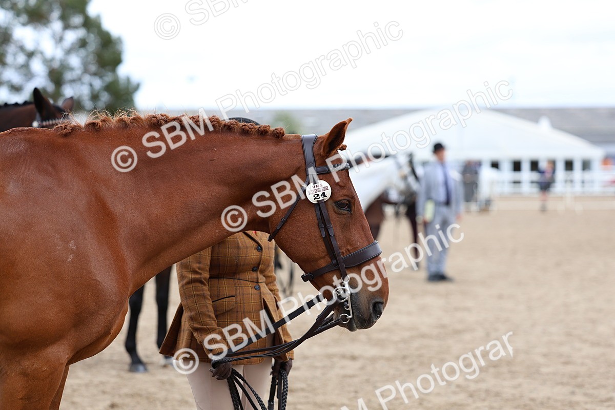 SBM_05094 - Class 27 - IH Competition Horse or Pony