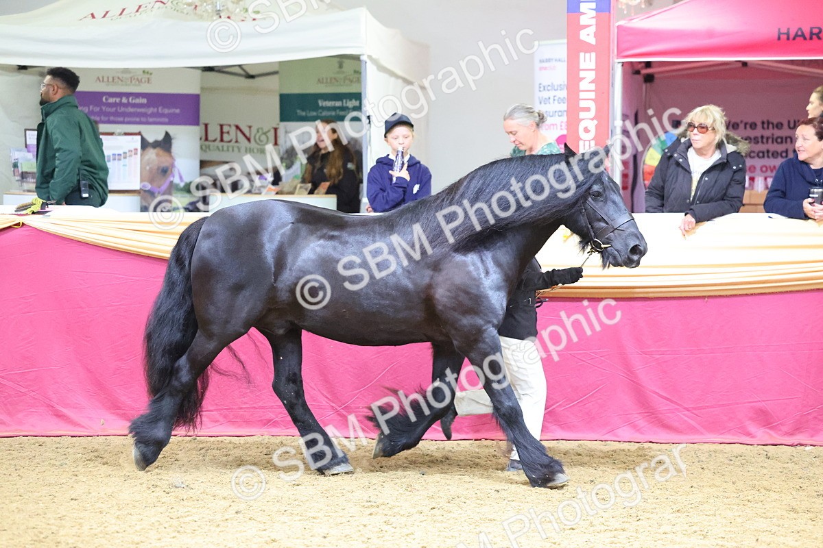 SBM_22824 - Class 903 - Supreme Final - IH Pre Vet