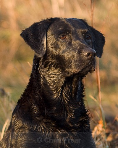 8 - Heney Gundogs