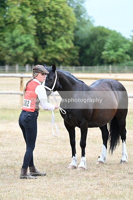 WJ7_8117 - Class 4 Prettiest Mare up to 14.2hh