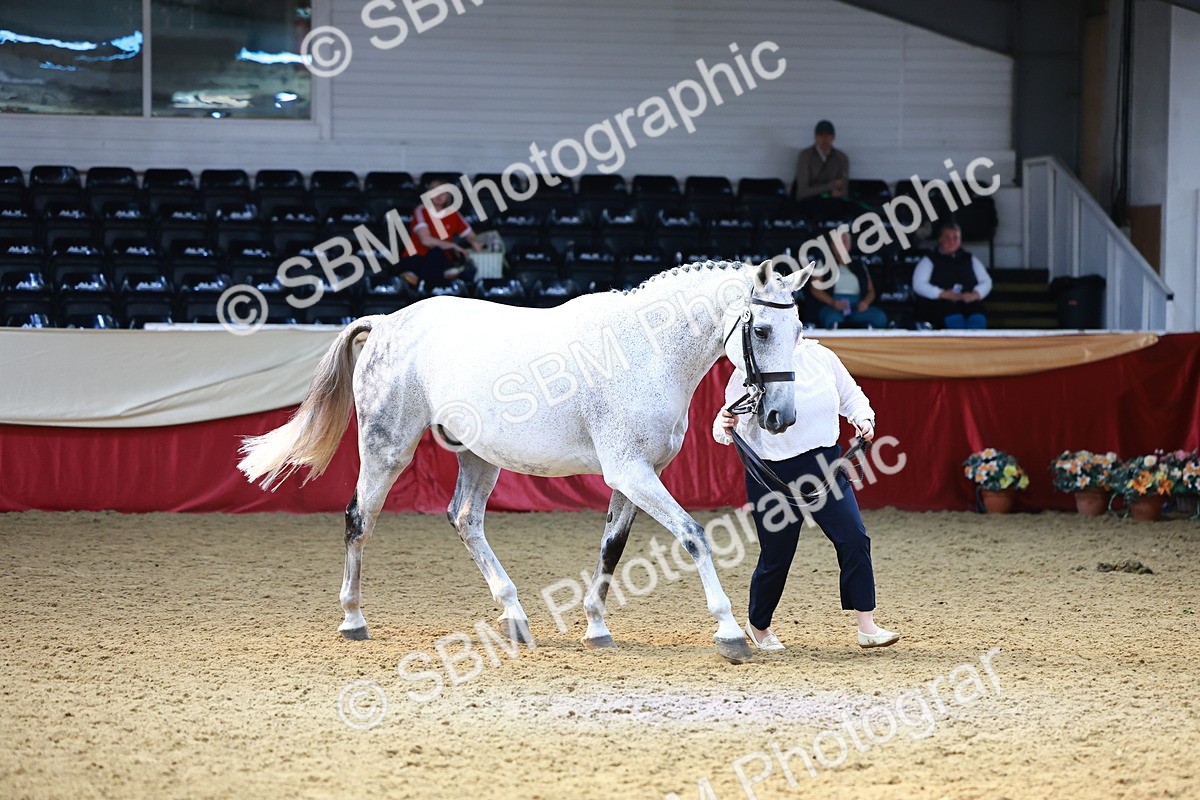SBM_23235 - Class 903 - Supreme Final - IH Pre Vet