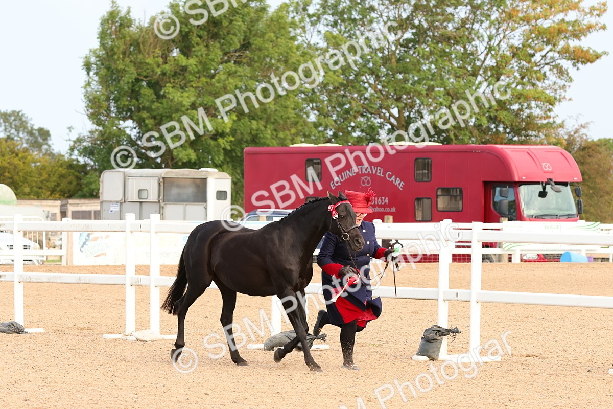 SBM_16610 - Class 702 - IH Show Horse - Pony