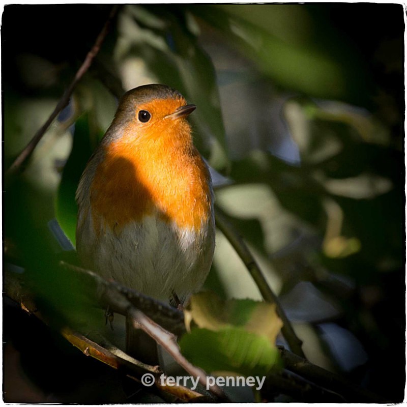 - Birds