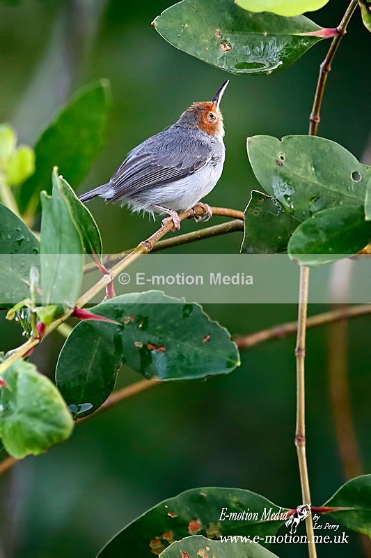 Red Headed Tailor Bird 141214 - Nature
