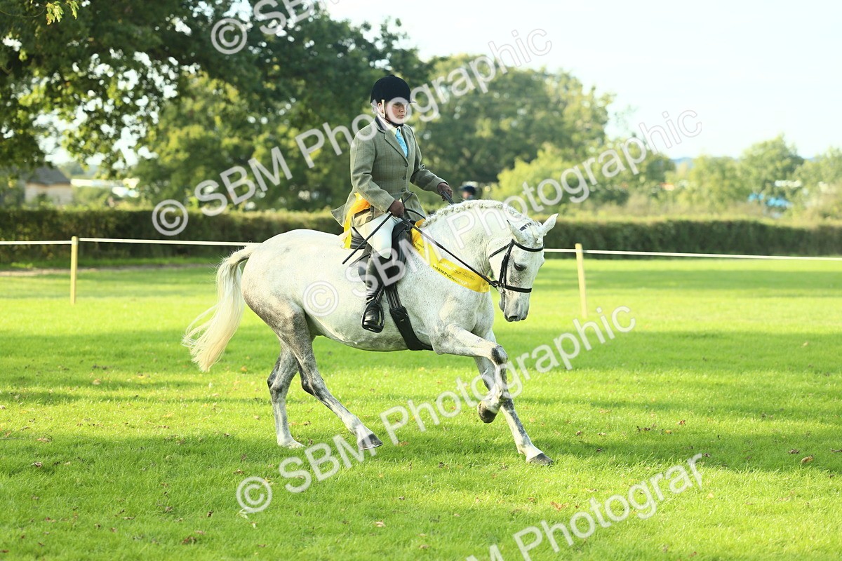 SBM_52284 - Working Hunter Supreme Championship