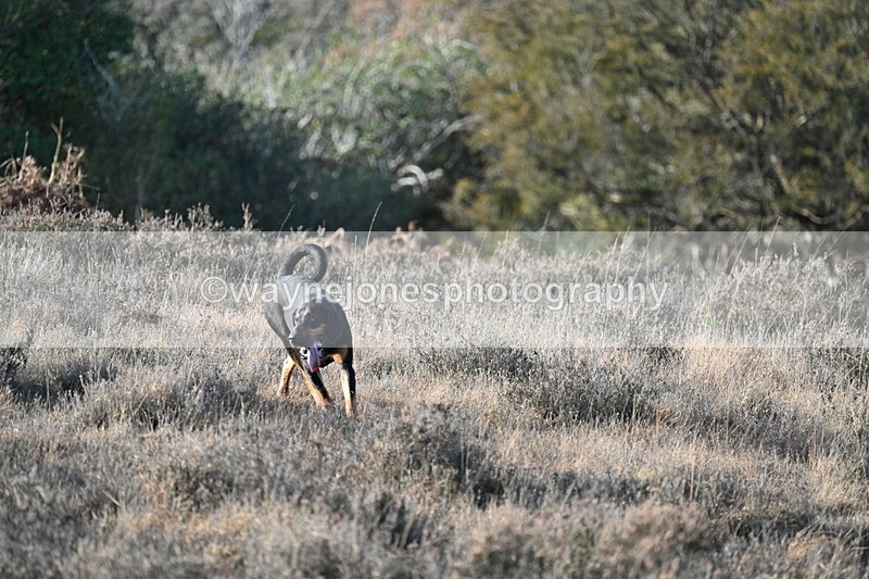 WJ7_7881 - Line 3 (no line 4 or 5)