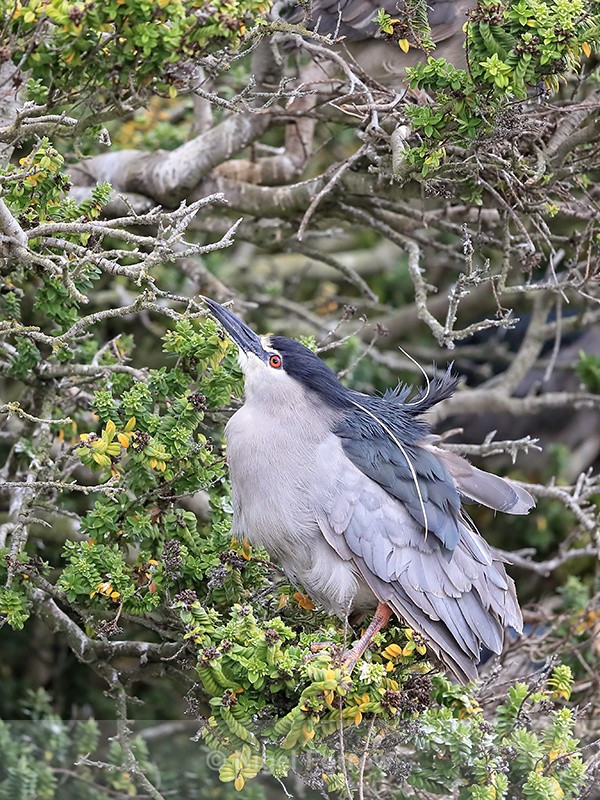 Black-crowned Night-Heron looks up, Carcass Island, Falklands - Black-crowned Night-Heron