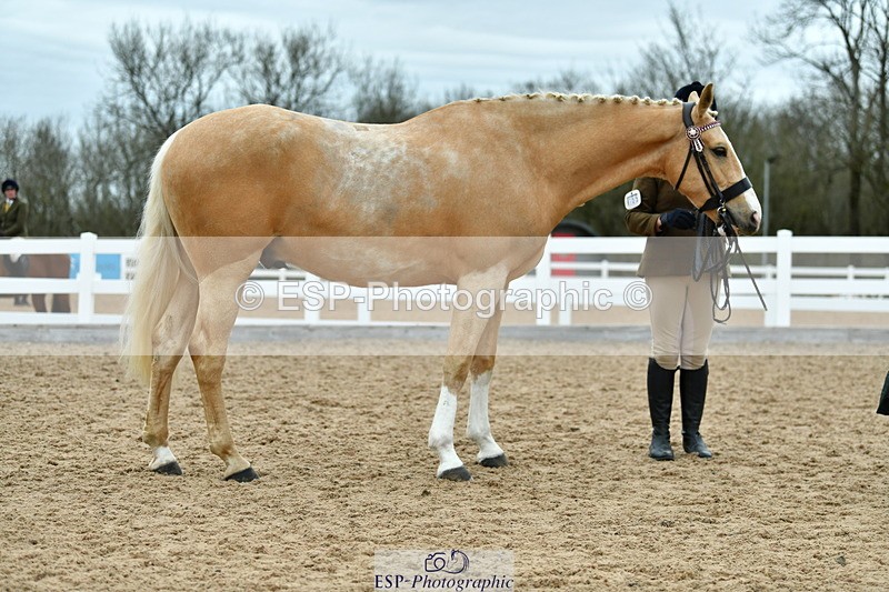 230416A-135217-04962 - Cls 60 Ridden Show Horse