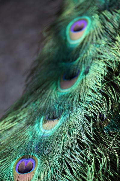 Peacock tail _ AN 0042 - Farm & Zoo Animals
