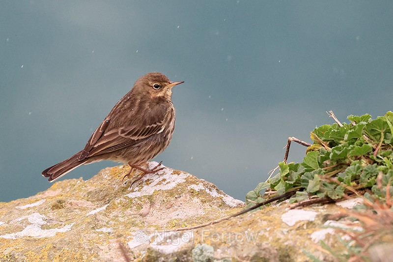 Rock Pipit on cliffs, Durlston, Dorset - Rock Pipit