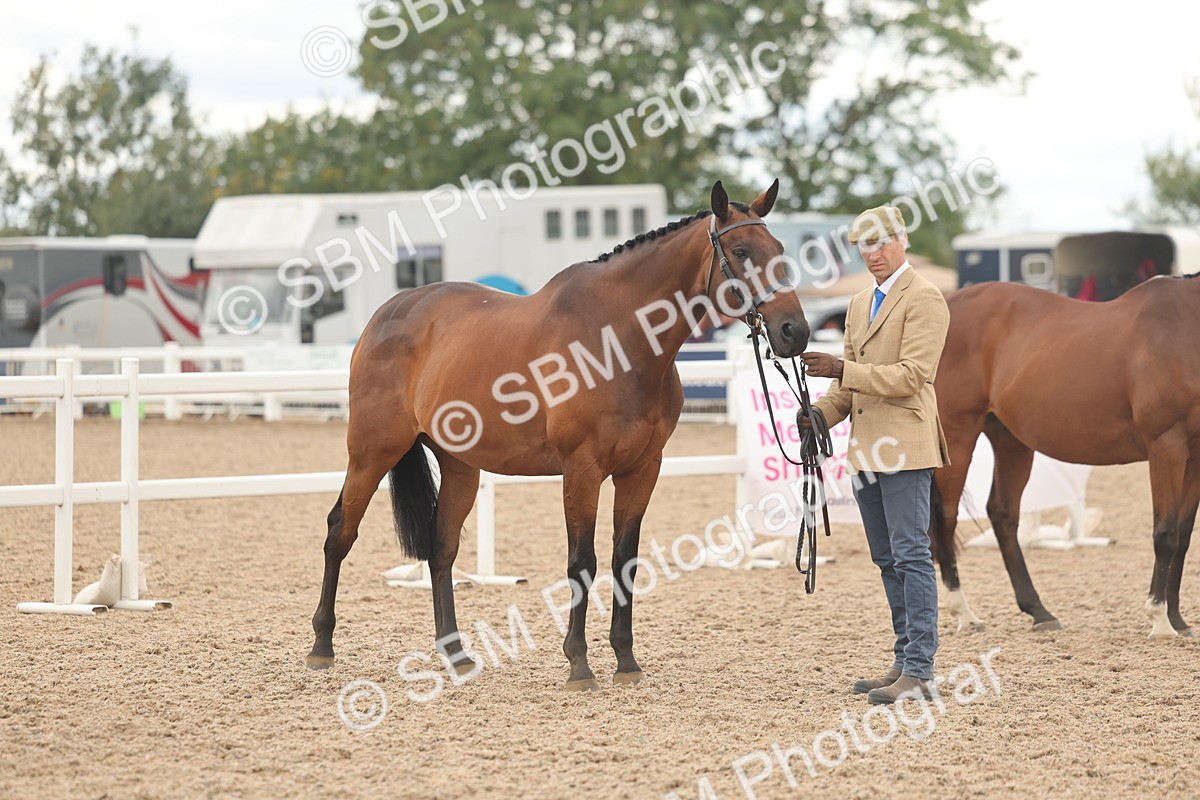 SBM_17122 - Class 313 - IH Retired Racehorse
