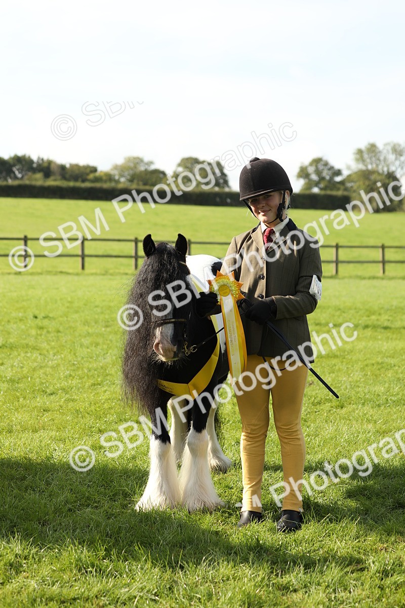 SBM_60995 - S43 - Coloured Pony In Hand