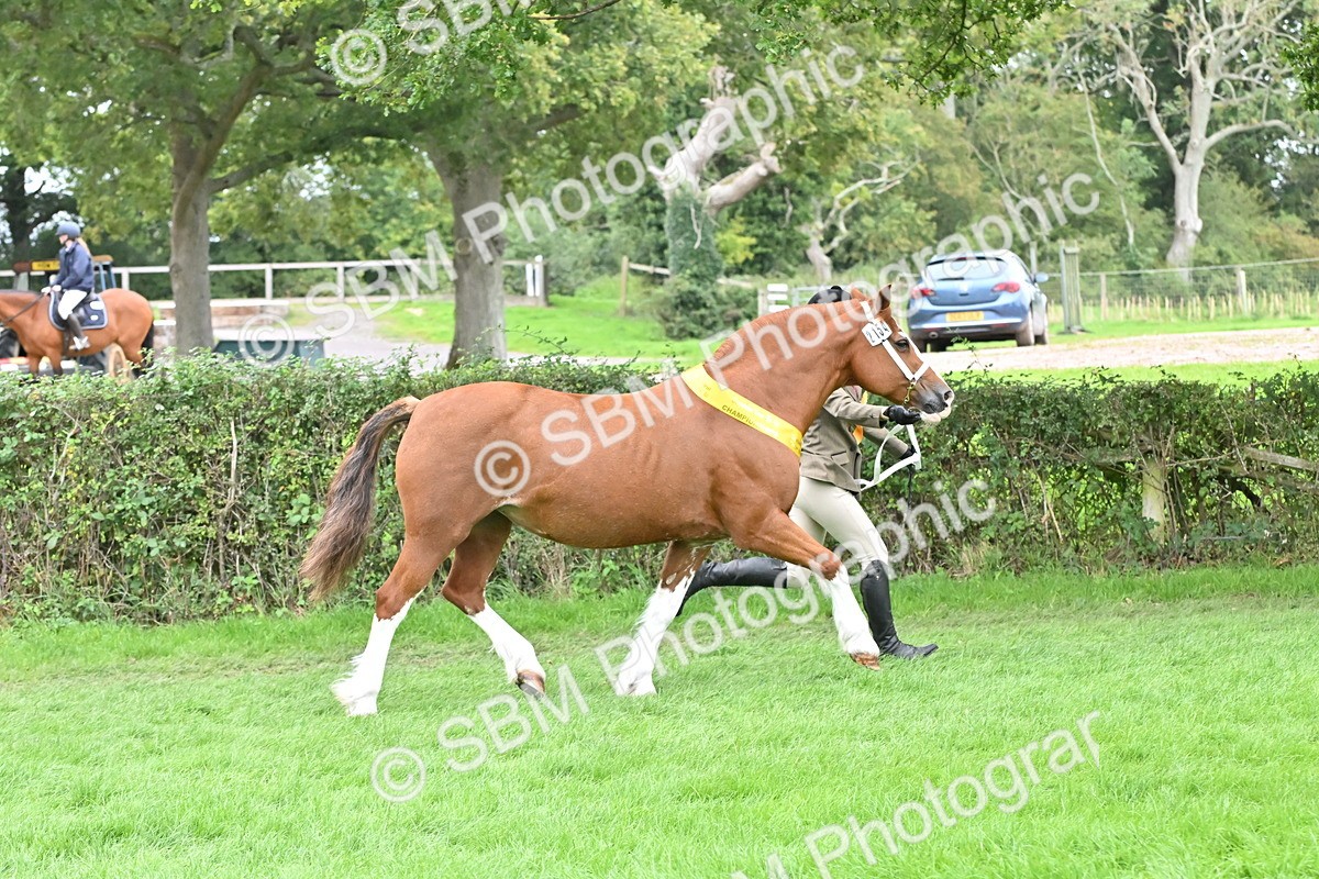 SBM_64980 - In Hand Pony & Younstock Supreme Championship