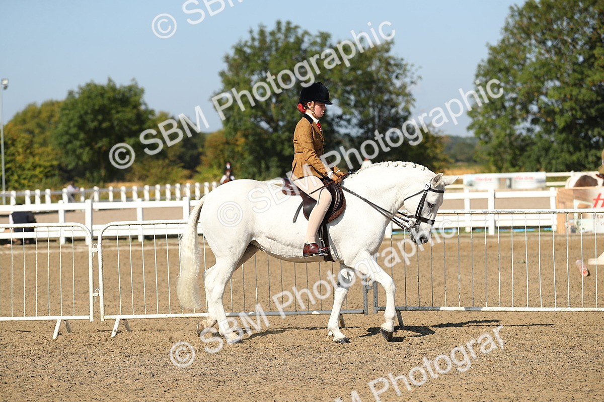 SBM_02186 - Class 43 Ridden Competition Horse/Pony