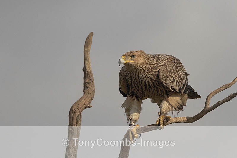 Eastern Imperial Eagle - Eagle Hides