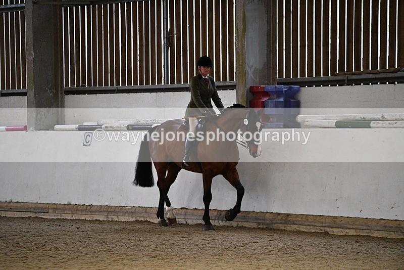 WJ5_8777 - Class 15 Ridden Show Horse