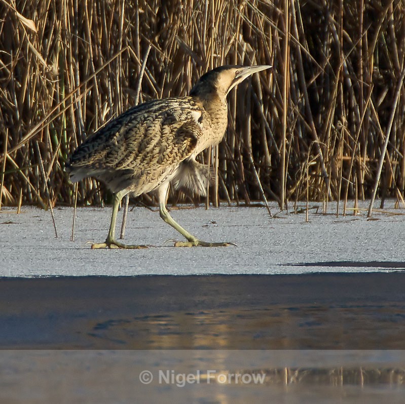 Bittern walking on ice at Otmoor - Bittern