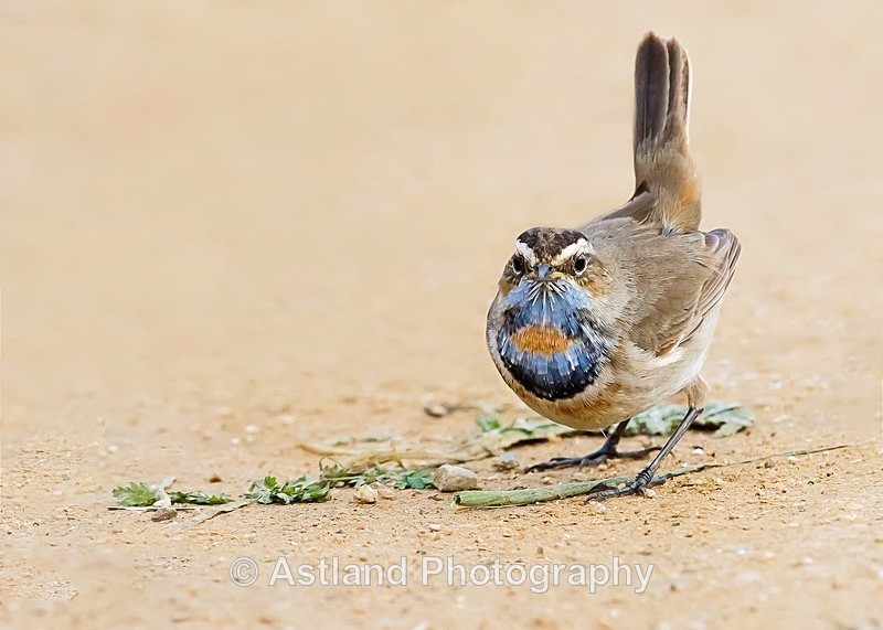 Astland Photography, Bird and Wildlife Images, Susan and Peter Wilson, U.K