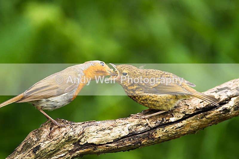 20130609-_MG_4024 - Robin