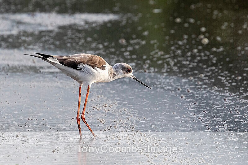 Black-winged Stilt - The Gambia