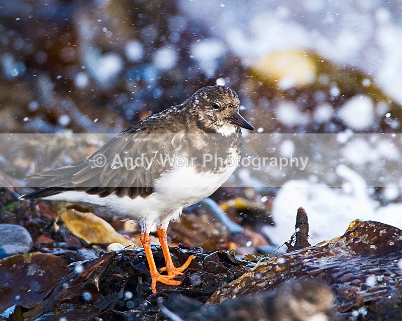 20101027-2548 - Turnstone