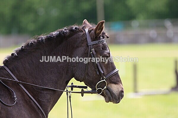 IMG_2719 - Working Hunter