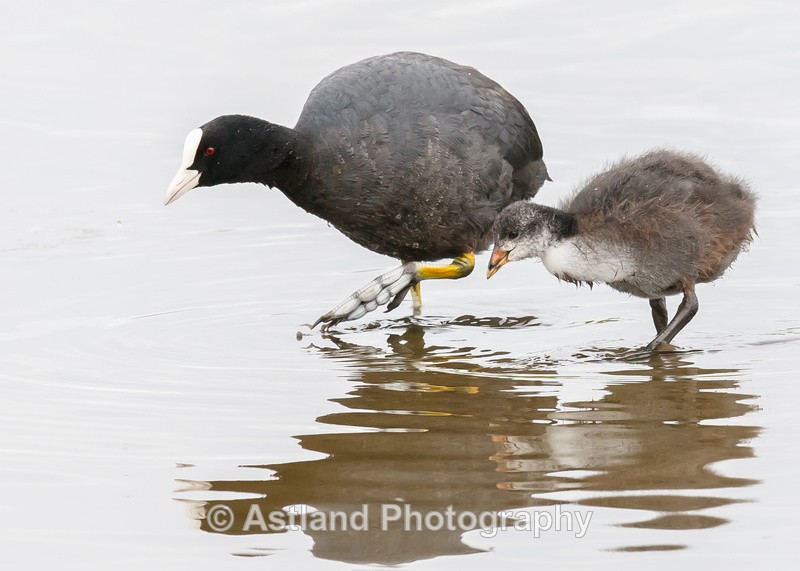 Astland Photography, Bird and Wildlife Images, Susan and Peter Wilson, U.K.