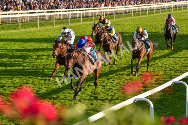 141023-Race 7-Star Ahoy-1661 - Race 7 4.45pm Coral 'Committed To Safer Gambling' Finale Handicap