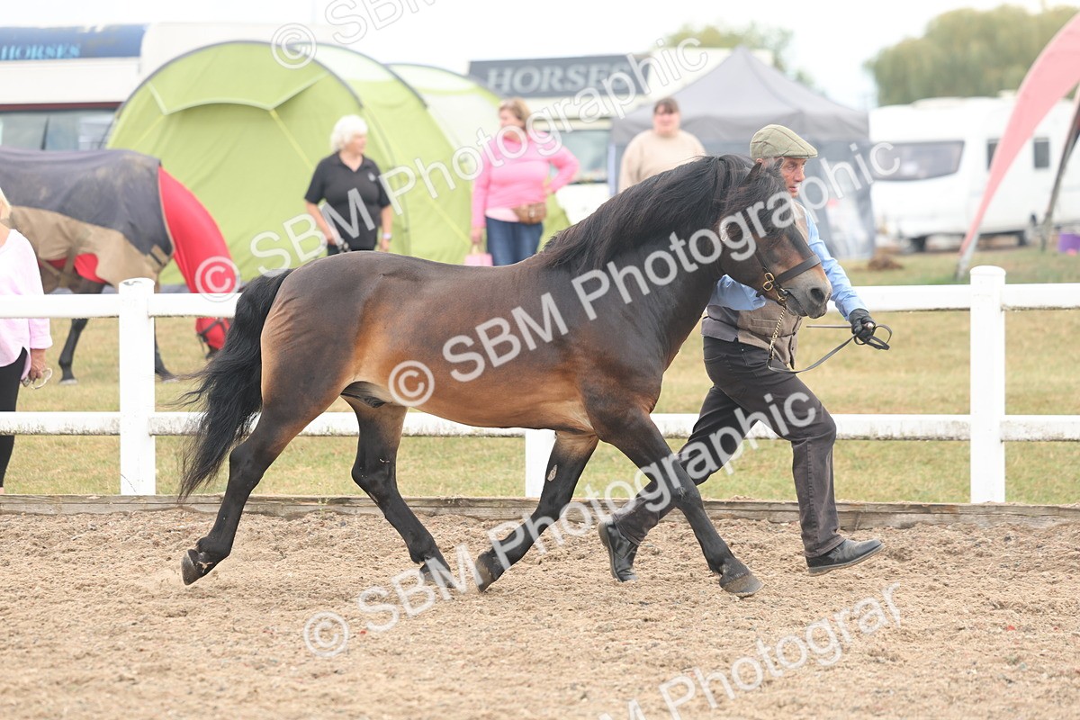 SBM_08473 - Class 29 - IH Veteran Pony