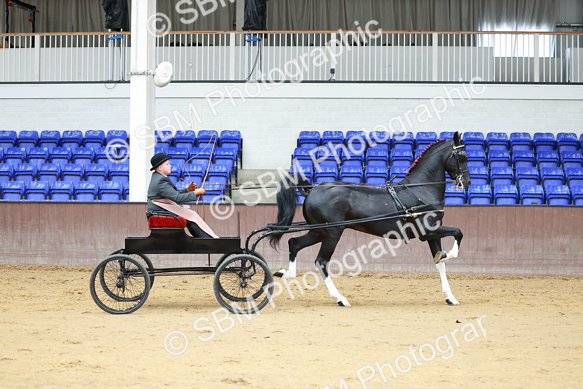 SBM_000999 - Class 13  - HHS Championship Intl Hackney Horse to a Show Wagon