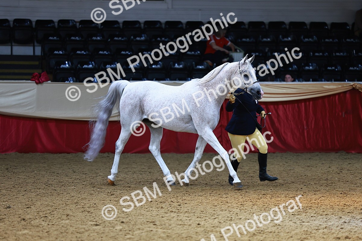 SBM_23246 - Class 903 - Supreme Final - IH Pre Vet