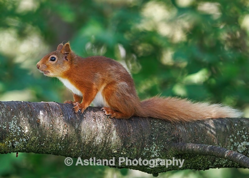 Red Squirrel - Latest Images