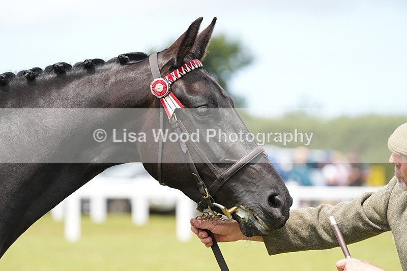 DSC06388 - Class 55: Hunter/Riding Horse/Hack 3 & 4 yr olds