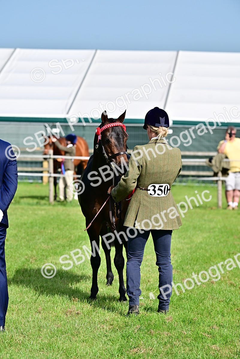 SBM_01079 - Class 46-49 - Arab and Part Bed-Anglo Arab In Hand