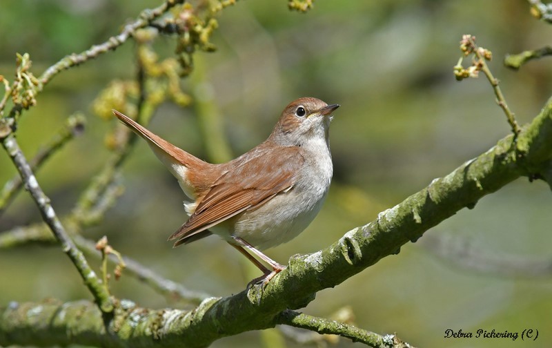 Nightingale - Birds