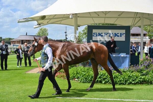 yr10062022r2-47 - Race 2 2.30pm SKF Rous Selling Stakes